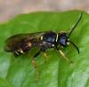 Argogorytes sp.